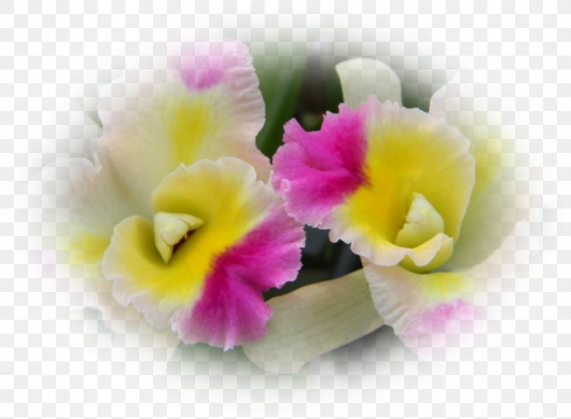 Moth Orchids Violet Cattleya Orchids Herbaceous Plant, PNG, 892x656px, Moth Orchids, Cattleya, Cattleya Orchids, Family, Flower Download Free