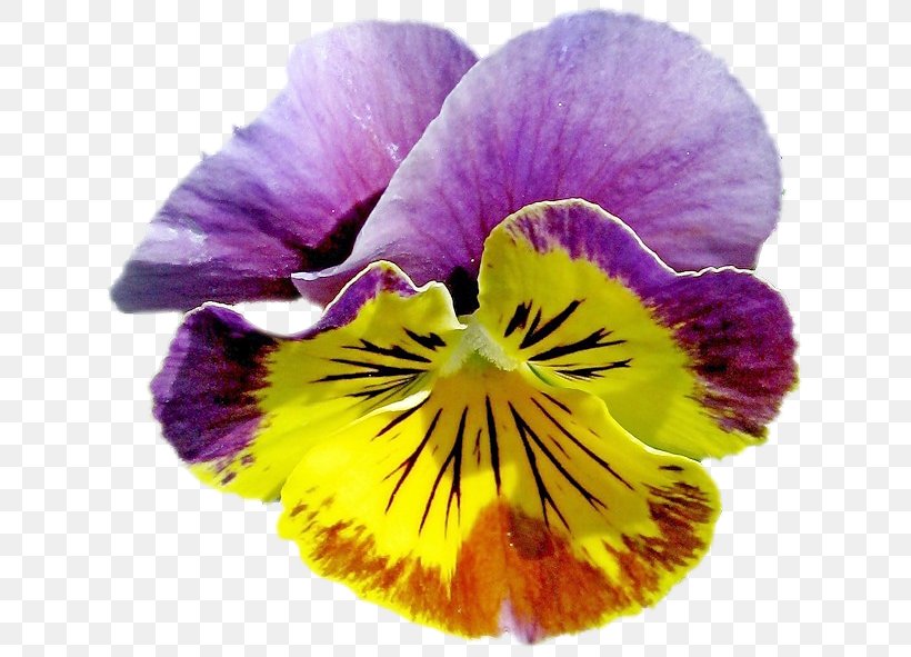Pansy Close-up, PNG, 638x591px, Pansy, Closeup, Flower, Flowering Plant, Magenta Download Free