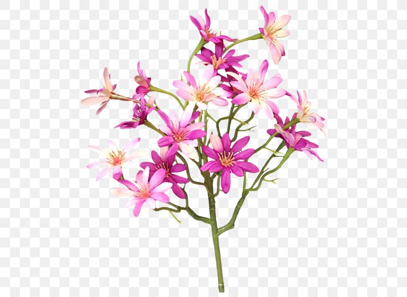 Plant Stem Cut Flowers Shrub Twig, PNG, 800x600px, Plant Stem, Blossom, Branch, Cut Flowers, Family M Invest Doo Download Free