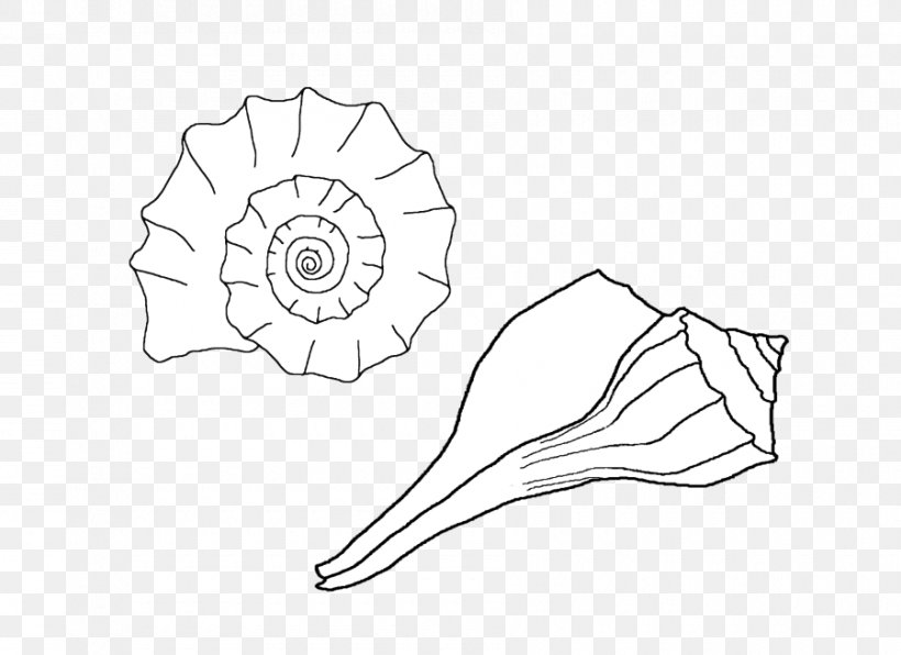 Seashell Whelk Drawing Coloring Book, PNG, 900x655px, Watercolor, Cartoon, Flower, Frame, Heart Download Free