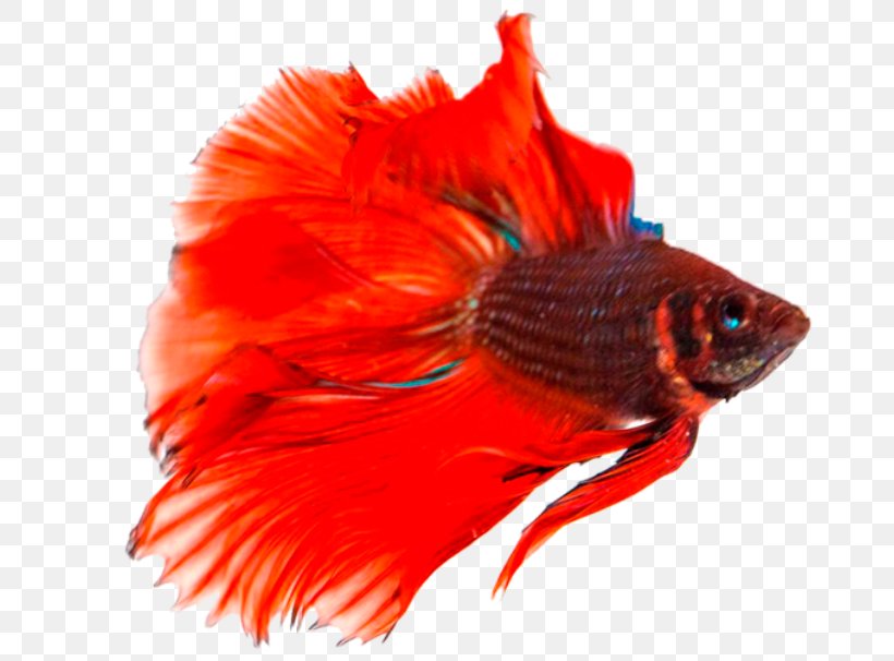 Siamese Fighting Fish Breed, PNG, 723x606px, Butterfly Koi, Anabantoidei, Aquarium, Breed, Fish Download Free