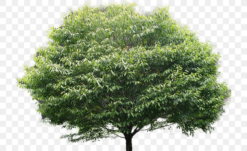 American Hornbeam Carpinus Betulus American Holly Tree Plant, PNG, 718x500px, American Hornbeam, Acer Campestre, Acer Carpinifolium, American Holly, Beech Download Free