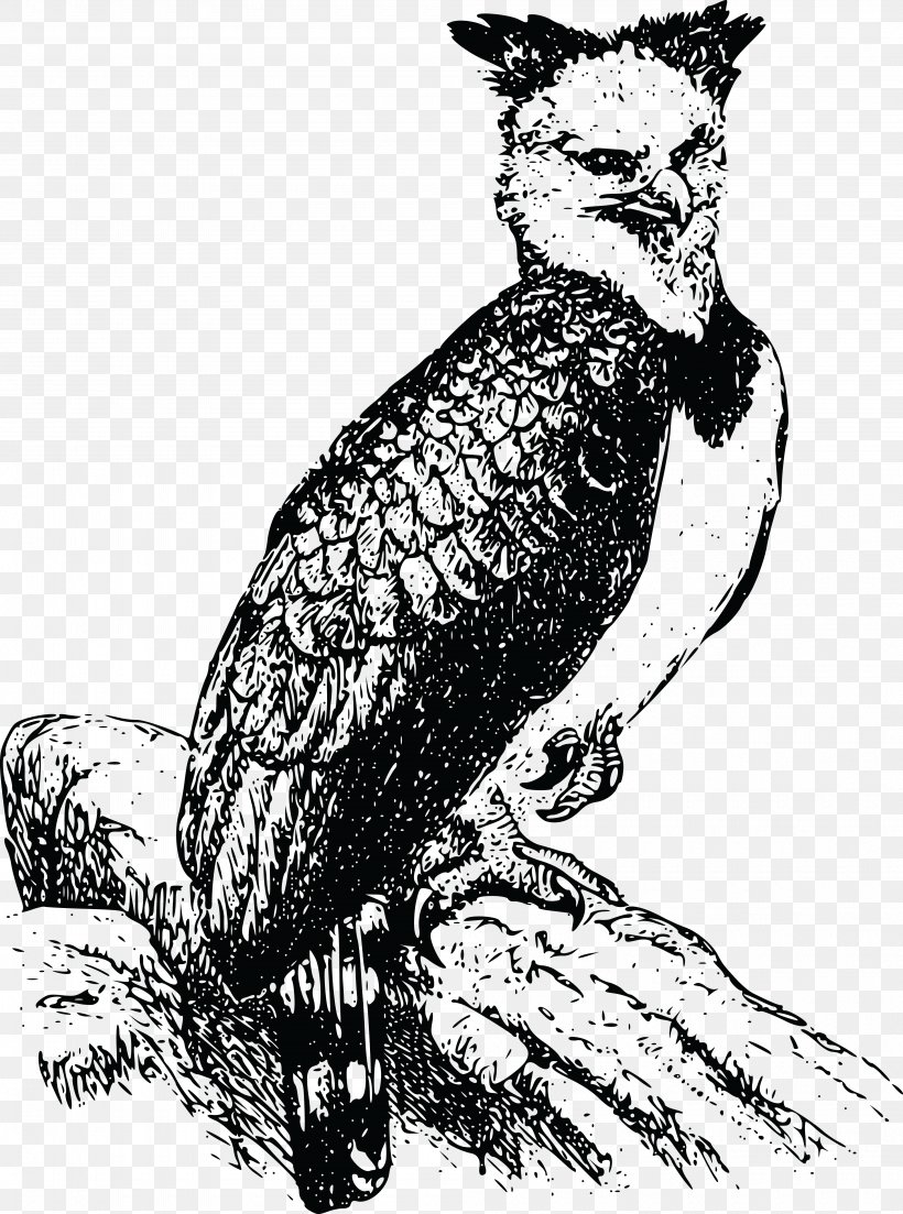 Bald Eagle Harpy Eagle Clip Art, PNG, 4000x5384px, Bald Eagle, Accipitriformes, Art, Beak, Bird Download Free
