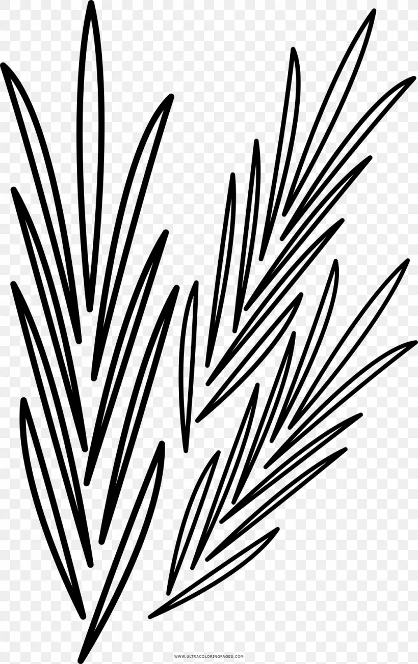 Black And White Drawing Coloring Book Rosemary, PNG, 1000x1591px, Black And White, Black, Coloring Book, Commodity, Drawing Download Free