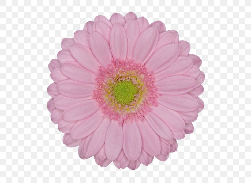 Consignment Transvaal Daisy Paper Sales, PNG, 600x600px, Consignment, Annual Plant, Aster, Child, Chrysanths Download Free