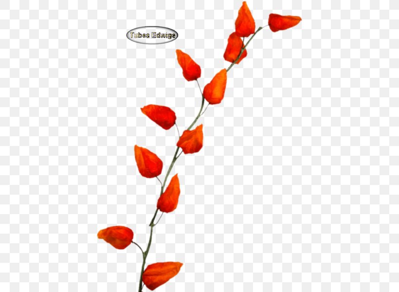 Cut Flowers Plant Stem Petal Branching, PNG, 424x600px, Cut Flowers, Branch, Branching, Coquelicot, Flora Download Free