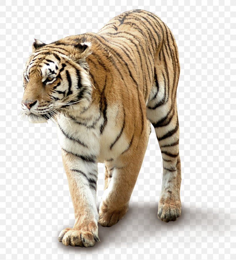 South China Tiger, PNG, 1409x1549px, Tiger, Big Cat, Big Cats, Carnivoran, Cat Download Free