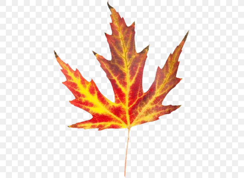 Autumn Leaf Color Clip Art, PNG, 600x600px, Autumn Leaf Color, Autumn, Blog, Leaf, Maple Download Free