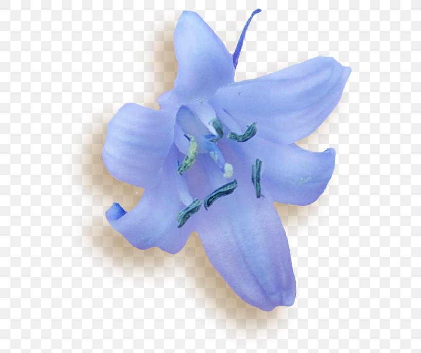 Bellflower Moth Orchids Lily M, PNG, 584x687px, Bellflower, Bellflower Family, Blue, Flower, Flowering Plant Download Free
