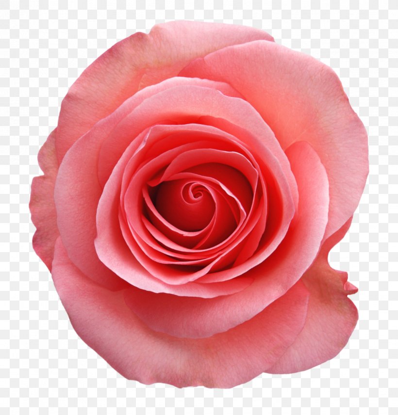 Cabbage Rose Flower Garden Roses Rose Family, PNG, 1226x1280px, Cabbage Rose, Beach Rose, China Rose, Close Up, Color Download Free