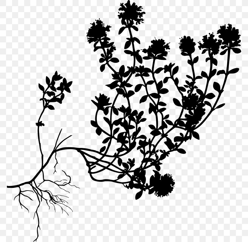Drawing Of Family, PNG, 776x800px, Breckland Thyme, Belladonna, Blackandwhite, Branch, Common Comfrey Download Free