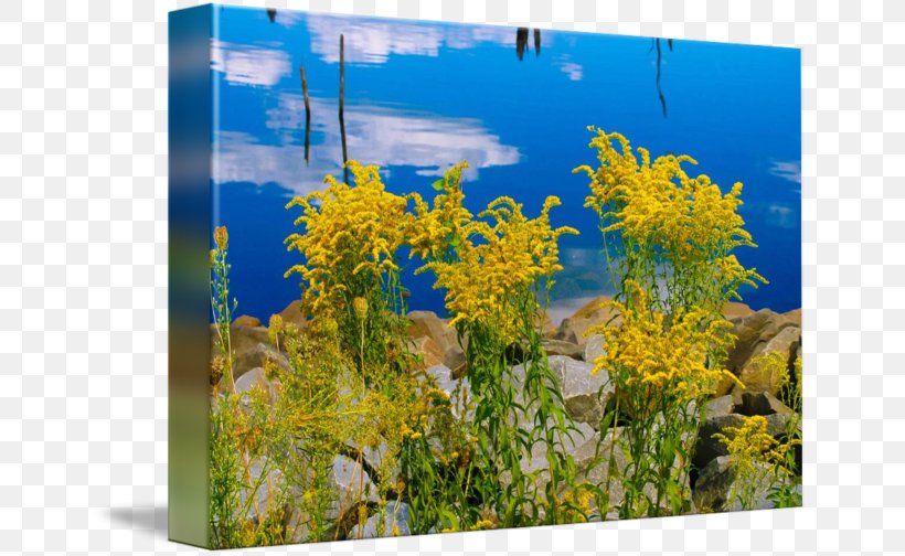 Ecosystem Spring Framework, PNG, 650x504px, Ecosystem, Flora, Flower, Plant, Sky Download Free
