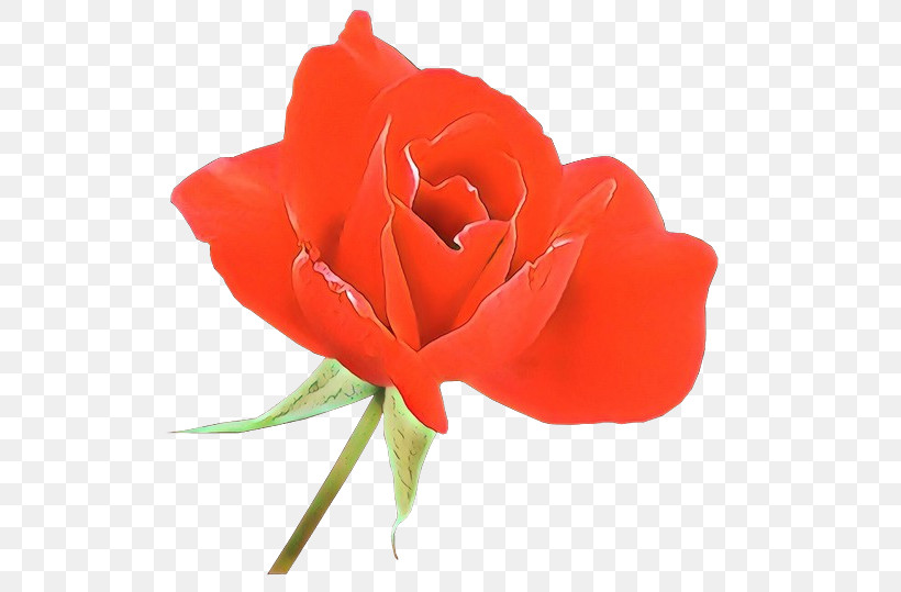 Garden Roses, PNG, 576x539px, Garden Roses, Flower, Hybrid Tea Rose, Orange, Petal Download Free