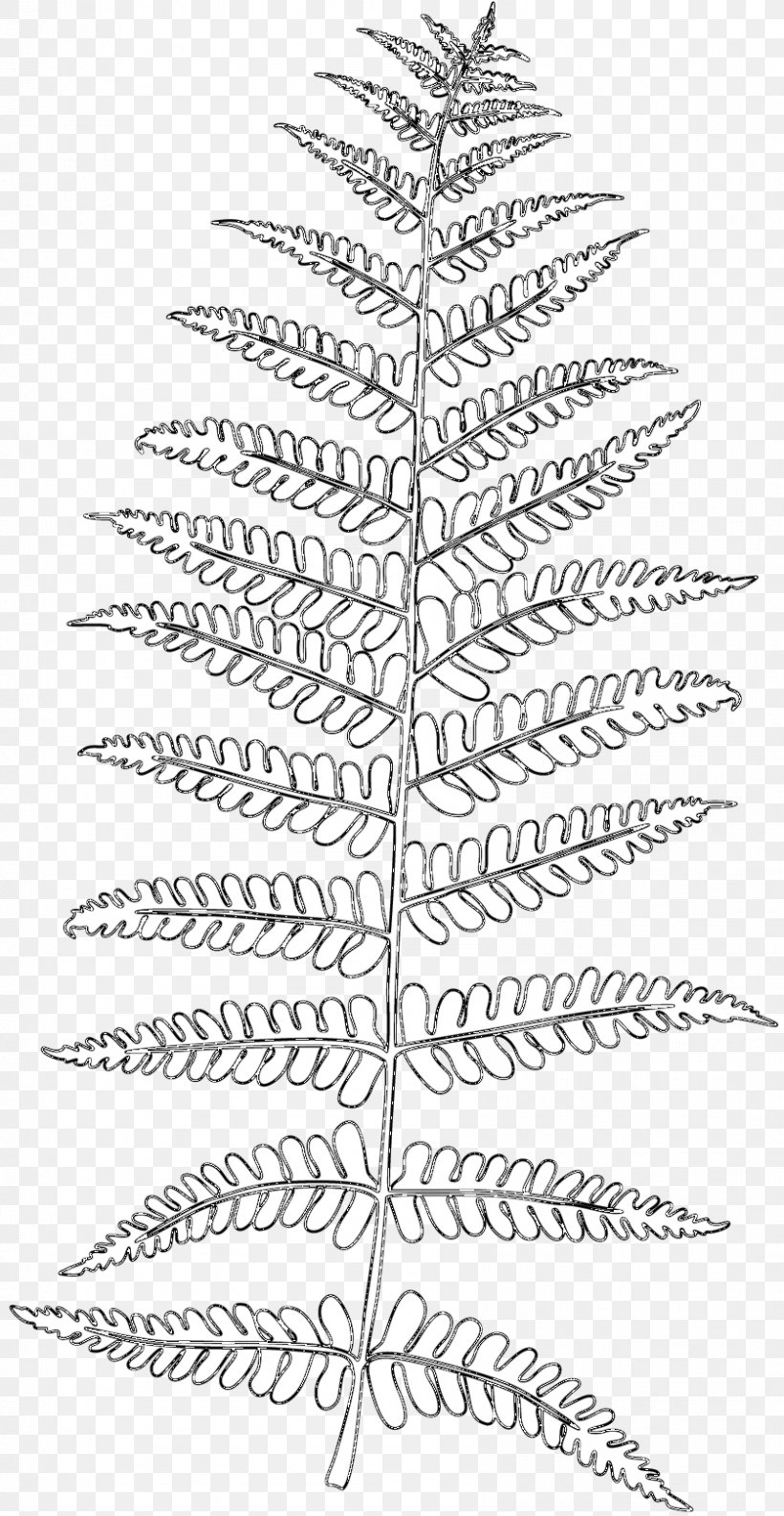 Illustration Vector Graphics Frond Stock Photography, PNG, 838x1620px, Frond, Art, Botany, Bregner, Colorado Spruce Download Free