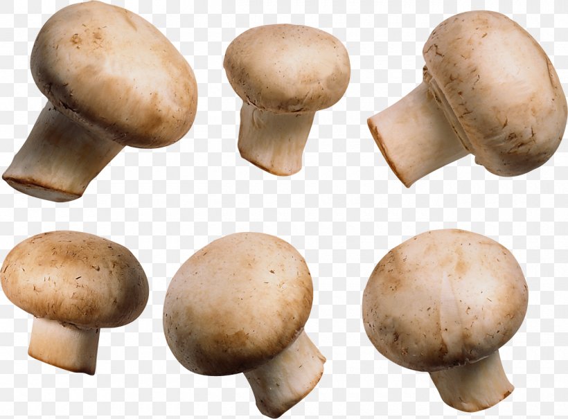 Common Mushroom Shiitake, PNG, 1320x975px, Mushroom, Agaric, Agaricaceae, Agaricomycetes, Agaricus Download Free