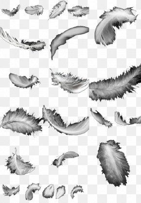 Black And White Feather, PNG, 600x482px, Black, Bird, Black And White ...