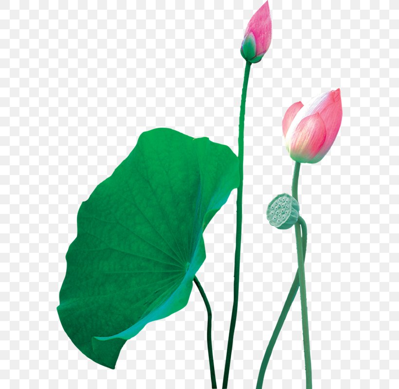 Nelumbo Nucifera Transparency And Translucency Lotus Effect, PNG, 588x800px, Nelumbo Nucifera, Bud, Flora, Flower, Flowering Plant Download Free