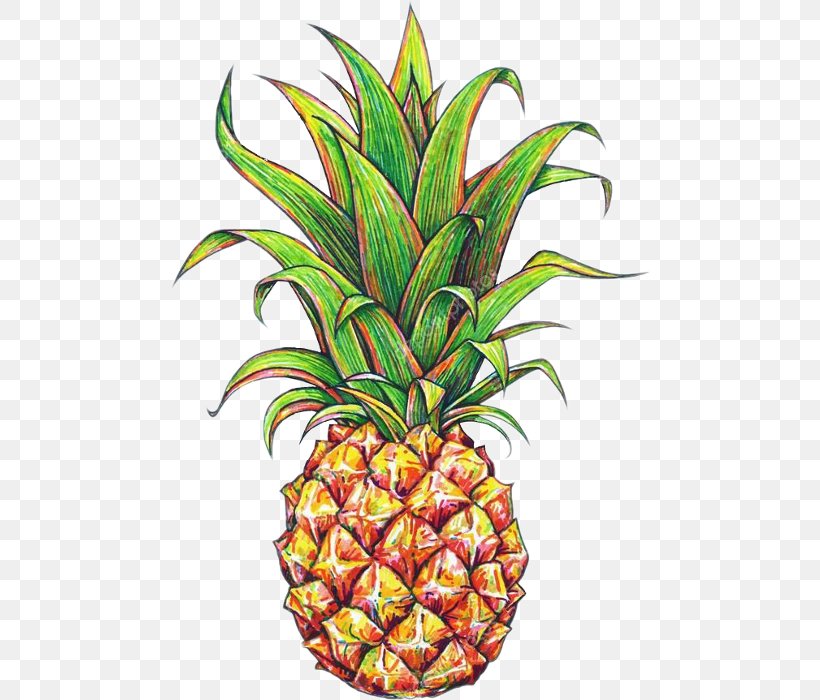 Pineapple Drawing Tropical Fruit, PNG, 480x700px, Pineapple, Ananas, Art, Botanical Illustration, Bromeliaceae Download Free