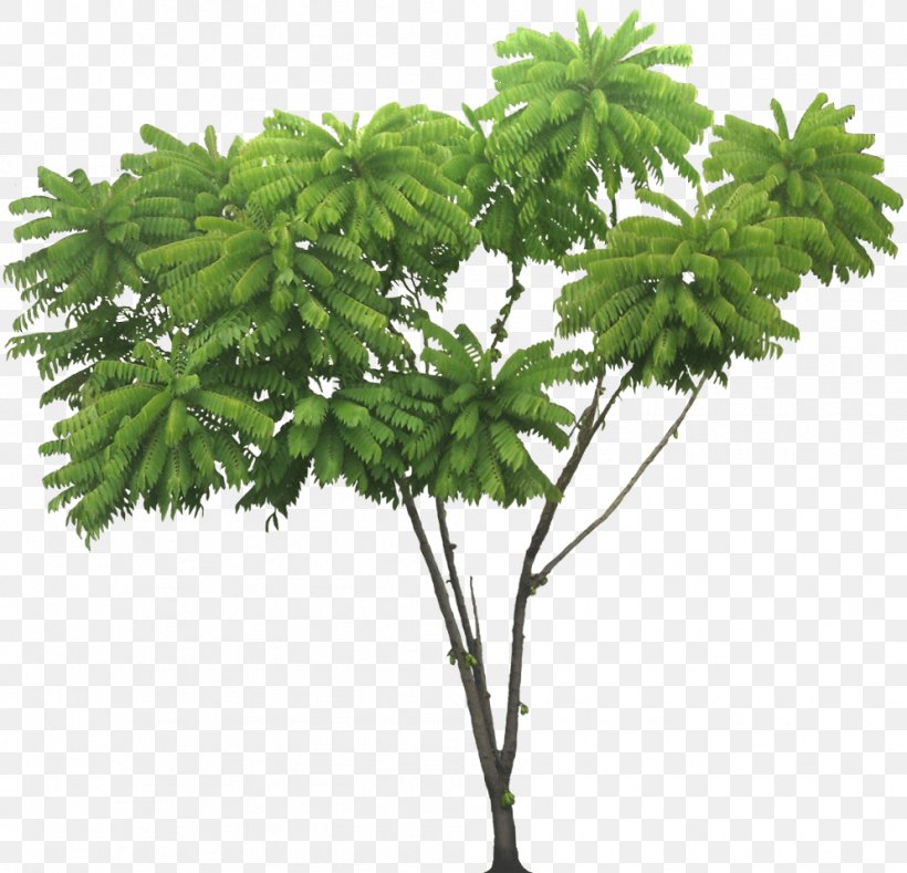 Bilimbi Tree Tropics Plant, PNG, 994x957px, Bilimbi, Averrhoa, Branch, Evergreen Forest, Flowerpot Download Free