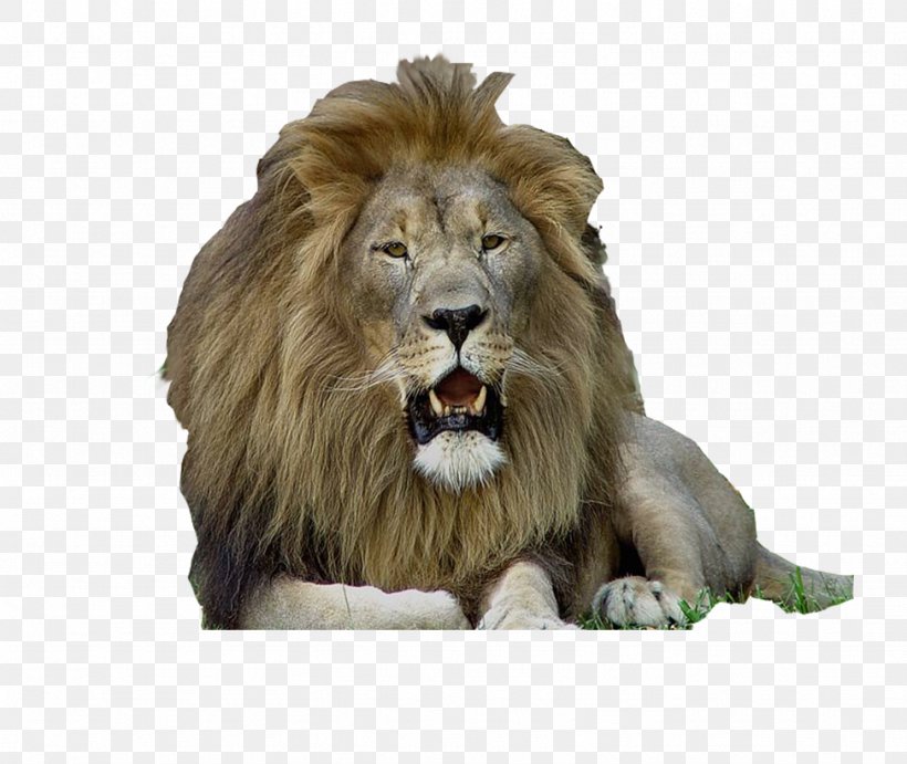 East African Lion Tiger Liger Tigon, PNG, 974x821px, East African Lion, Animal, Big Cats, Carnivoran, Cat Like Mammal Download Free