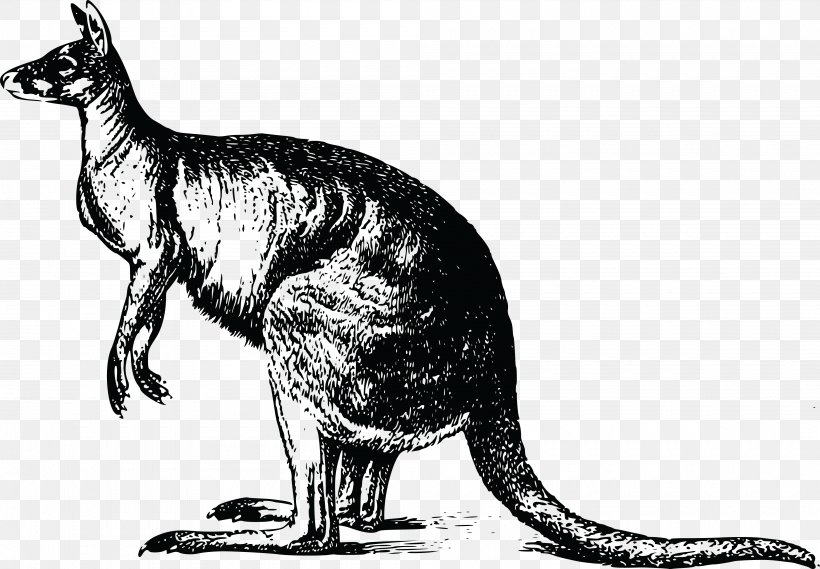 Kangaroo T-shirt Drawing Marsupial Koala, PNG, 4000x2777px, Kangaroo, Animal, Black And White, Carnivoran, Cat Download Free