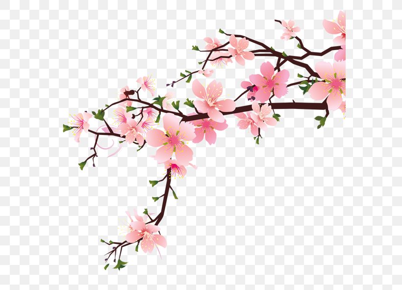 Peach, PNG, 591x591px, Peach, Azalea, Blossom, Branch, Cherry Blossom Download Free