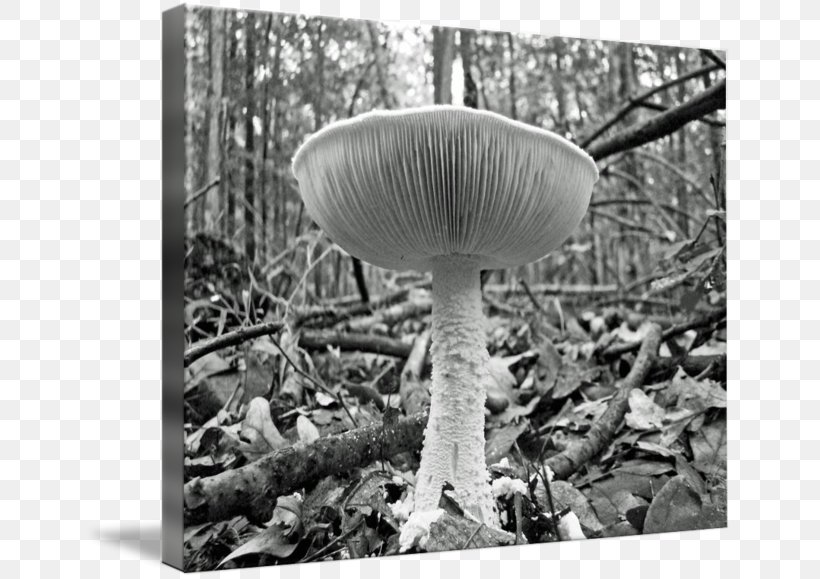Pleurotus Eryngii Agaricaceae Mushroom, PNG, 650x579px, Pleurotus Eryngii, Agaricaceae, Black And White, Edible Mushroom, Fungus Download Free