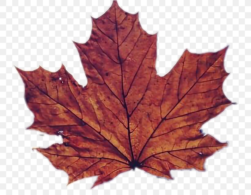 Red Maple Tree, PNG, 740x638px, 1610 Aspect Ratio, Maple Leaf, Black Maple, Black Oak, Computer Monitors Download Free