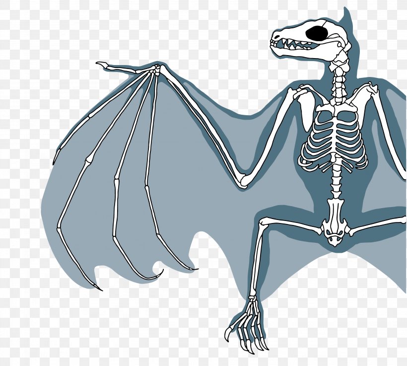 Bat Grey-headed Flying Fox Rodrigues Flying Fox Little Red Flying Fox Skeleton, PNG, 2867x2577px, Bat, Animal, Diagram, Drawing, Fictional Character Download Free