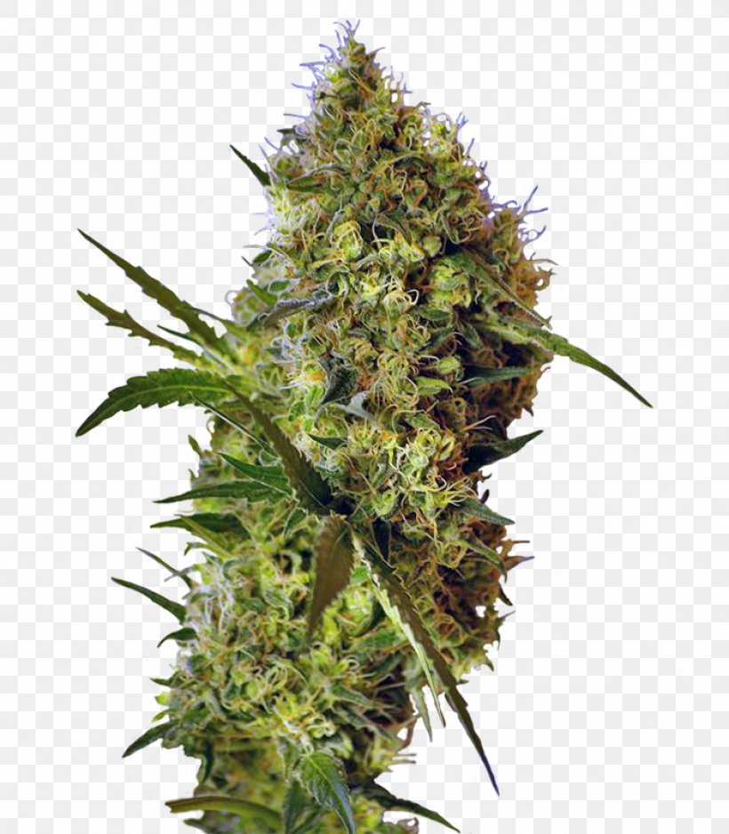 Autoflowering Cannabis Genetics Devil Seed Hybrid, PNG, 1398x1600px, Autoflowering Cannabis, Autoflorecientes, Cannabis, Cannabis Ruderalis, Cultivar Download Free