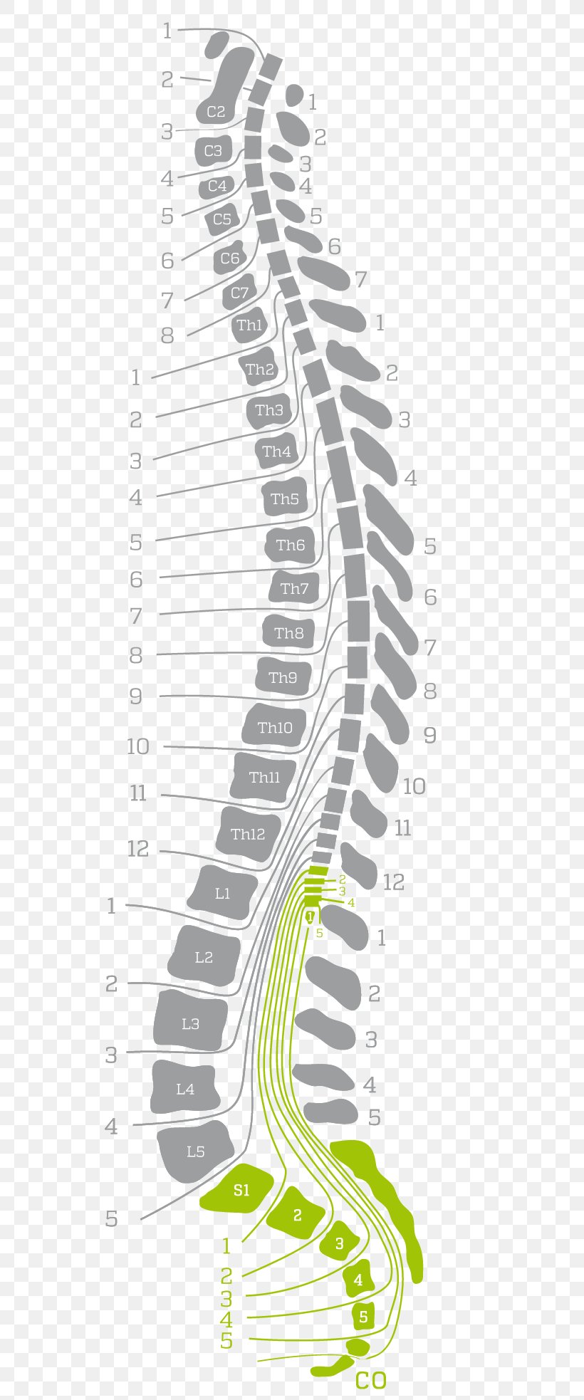 Back Pain Vertebral Column Human Back, PNG, 530x1966px, Watercolor, Cartoon, Flower, Frame, Heart Download Free