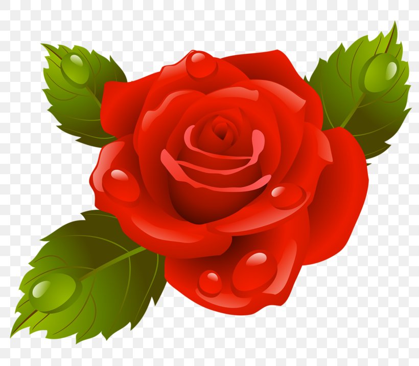 Garden Roses Image Flower Pictures Painting, PNG, 800x715px, 2018, Garden Roses, Artificial Flower, Begonia, Botany Download Free