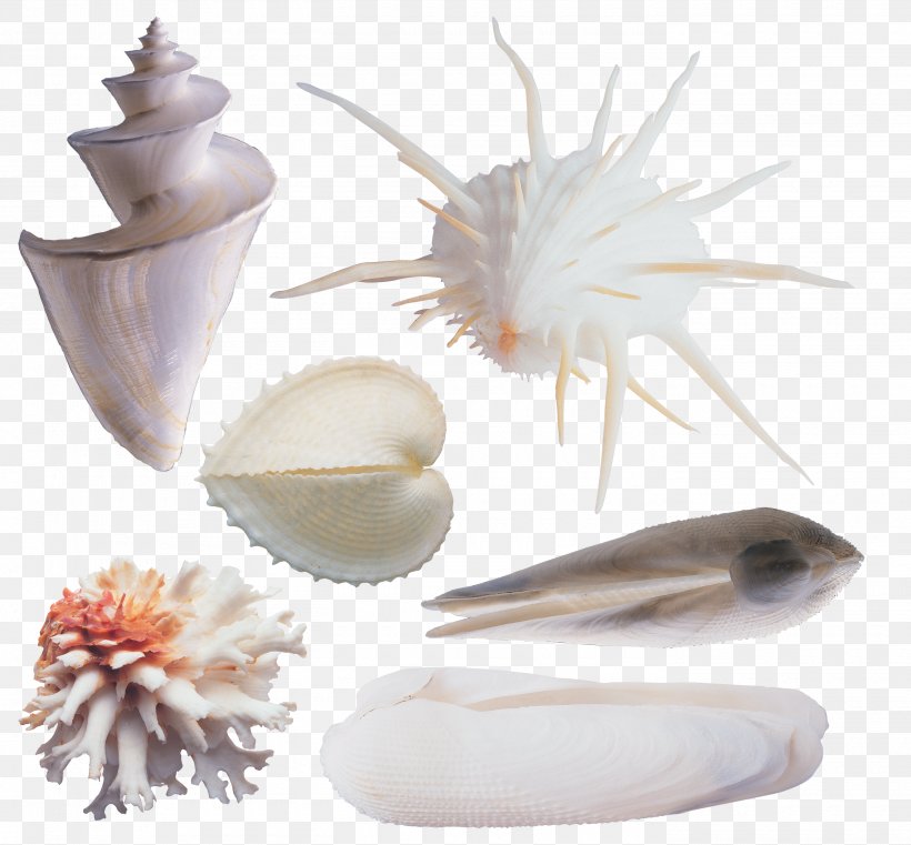 Seashell Sea Snail Clip Art, PNG, 2800x2600px, Seashell, Albom, Conch, Sea, Sea Snail Download Free