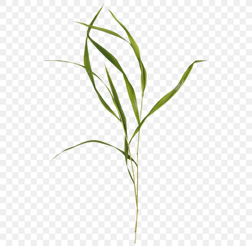 Clip Art Drawing Image Plants, PNG, 551x800px, Drawing, Algae, Botany, Cartoon, Flower Download Free