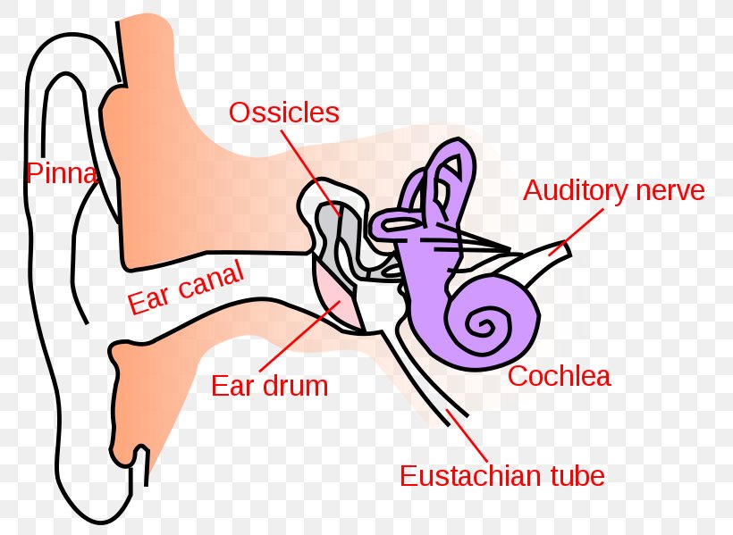 Ear Canal Outer Ear Earwax Middle Ear, PNG, 790x599px, Watercolor, Cartoon, Flower, Frame, Heart Download Free