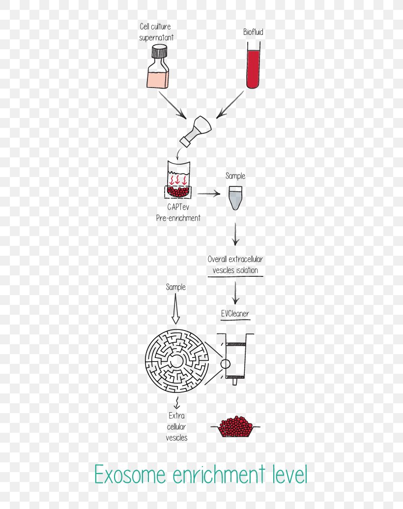 Exosome MicroRNA Cell Culture Vesicle Biomarker, PNG, 595x1035px, Exosome, Biomarker, Biomedical Research, Brand, Cell Download Free