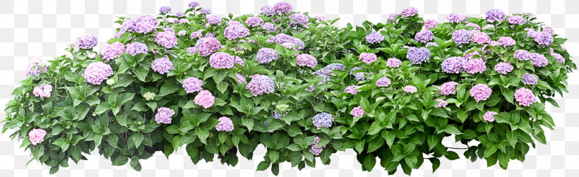 Flower Border Flower Background Floral Line, PNG, 2000x613px, Flower Border, Annual Plant, Bellflower, Bellflower Family, Cut Flowers Download Free