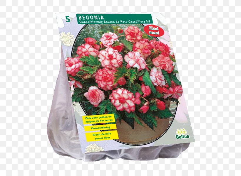 Garden Roses Bulb Bolgewas Tuberous Begonias Hyacinth, PNG, 800x600px, Garden Roses, Allium, Amaryllis, Artificial Flower, Begonia Download Free