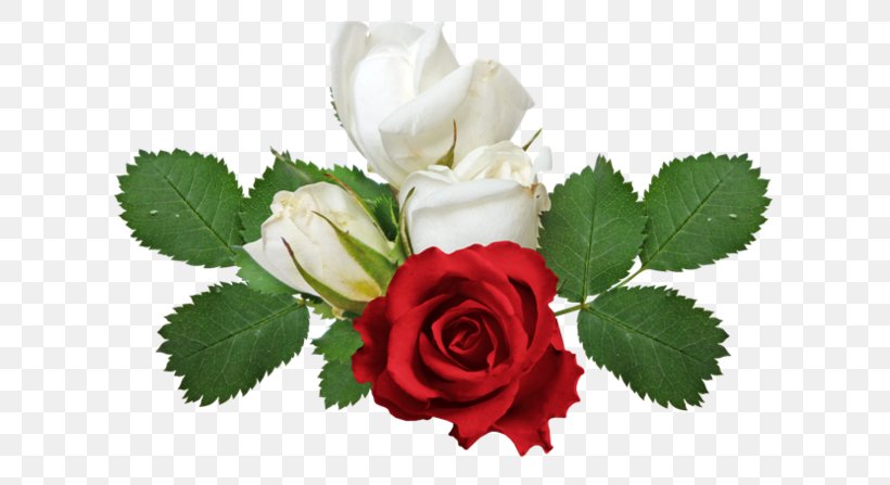 Rose, PNG, 640x447px, Rose, Cut Flowers, Floribunda, Floristry, Flower Download Free