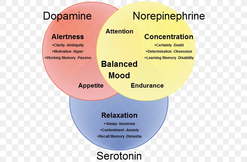 Serotonin–norepinephrine–dopamine Reuptake Inhibitor Neurotransmitter, PNG, 553x538px, 5ht Receptor, Serotonin, Adrenaline, Brand, Diagram Download Free