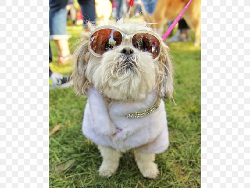 Shih Tzu Lhasa Apso Puppy Dog Breed Dog Grooming, PNG, 1024x768px, Shih Tzu, Breed, Carnivoran, Companion Dog, Dog Download Free