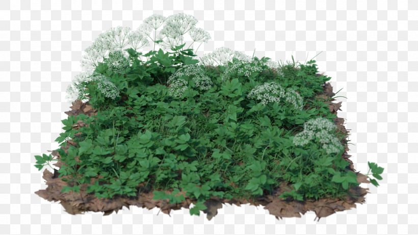 TinyPic Tree Evergreen Desktop Wallpaper, PNG, 1600x900px, Tinypic, Artist, Evergreen, Flower, Grass Download Free