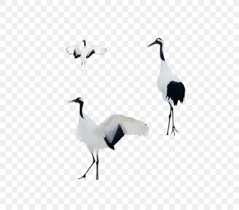Bird Goose, PNG, 720x720px, Bird, Animal, Beak, Black And White, Computer Graphics Download Free