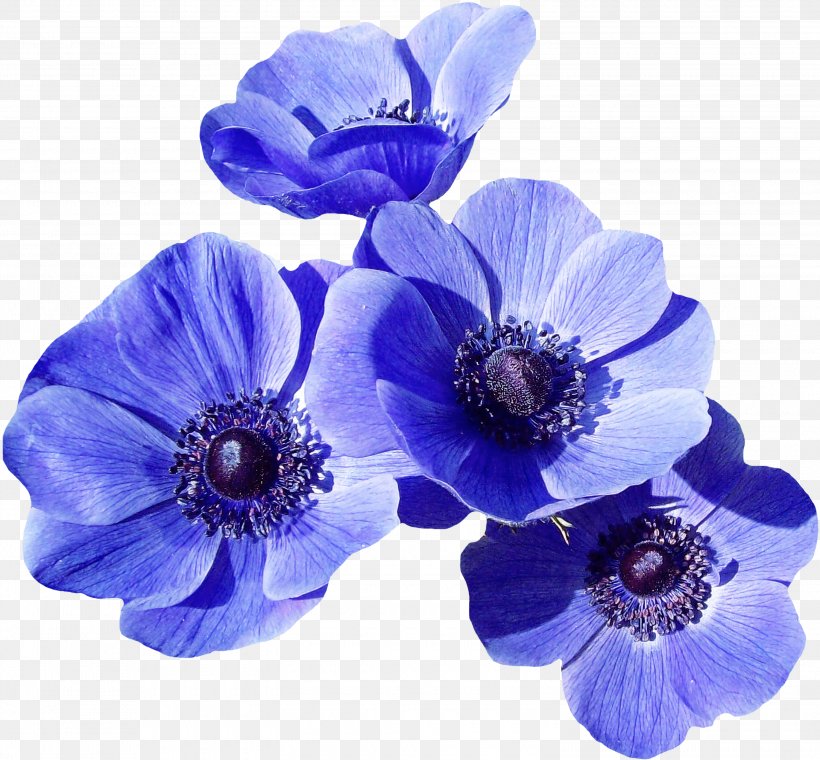 Blue Flower Petal Purple Violet, PNG, 3000x2783px, Blue, Anemone, Cut Flowers, Delphinium, Flower Download Free