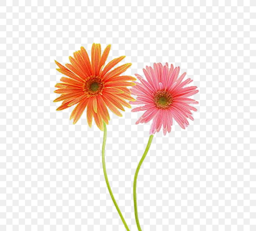 Common Daisy Gerbera Jamesonii Chrysanthemum Flower, PNG, 500x740px, Common Daisy, Artificial Flower, Asterales, Chrysanthemum, Chrysanths Download Free