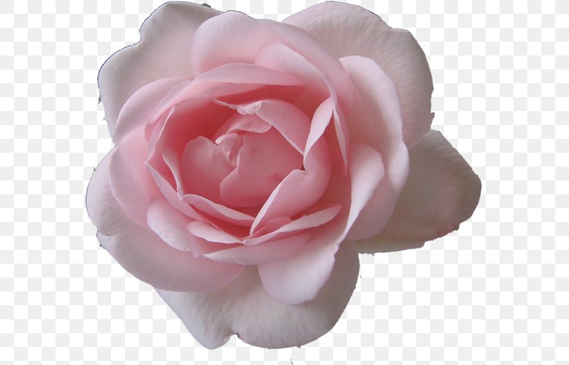 Garden Roses Cabbage Rose Floribunda Japanese Camellia Cut Flowers, PNG, 627x526px, Garden Roses, Cabbage Rose, Camellia, China Rose, Chinese Cuisine Download Free