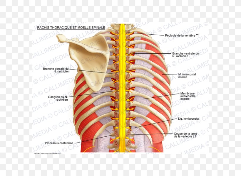 Intercostal Nerves Vertebral Column Spinal Cord Thoracic Vertebrae, PNG, 600x600px, Watercolor, Cartoon, Flower, Frame, Heart Download Free