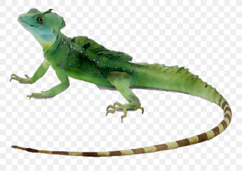 Lizard Reptile Plumed Basilisk Common Basilisk Green Iguana, PNG, 1684x1195px, Lizard, Agama, Animal Figure, Anole, Common Basilisk Download Free