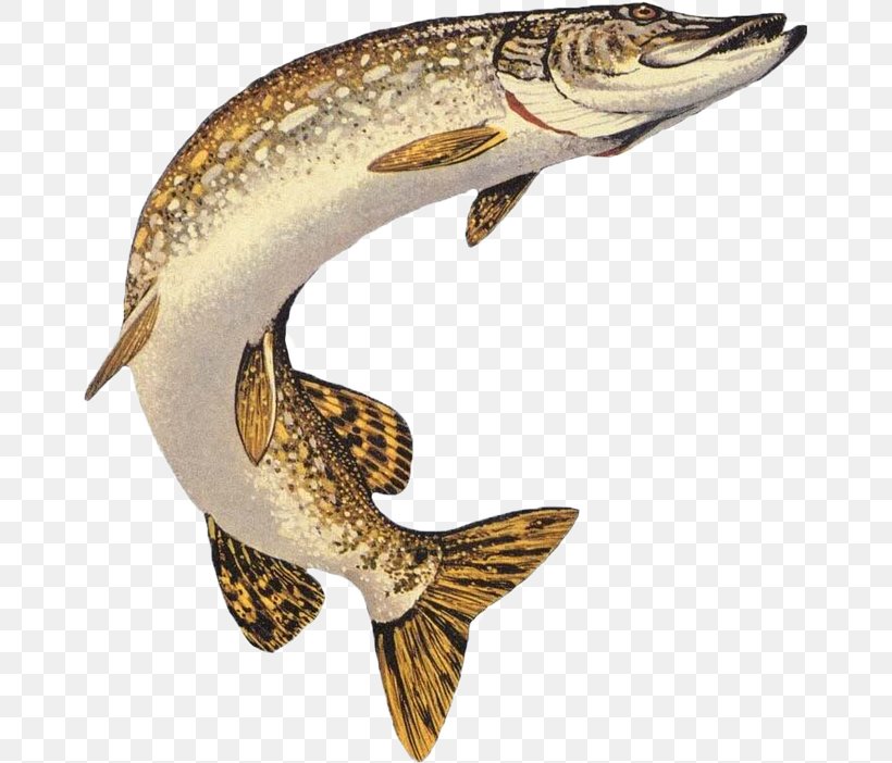 Tiger Cartoon, PNG, 665x702px, Northern Pike, American Pickerel, Angling, Bait, Brown Trout Download Free