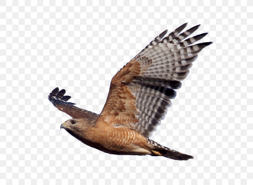 Bird Of Prey Red-shouldered Hawk Eagle, PNG, 600x600px, Bird, Accipitriformes, Beak, Bird Of Prey, Buzzard Download Free